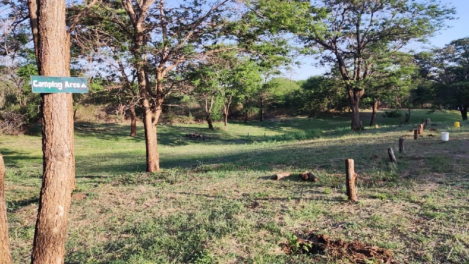 Green ranch field and trees at Thiba River Camp